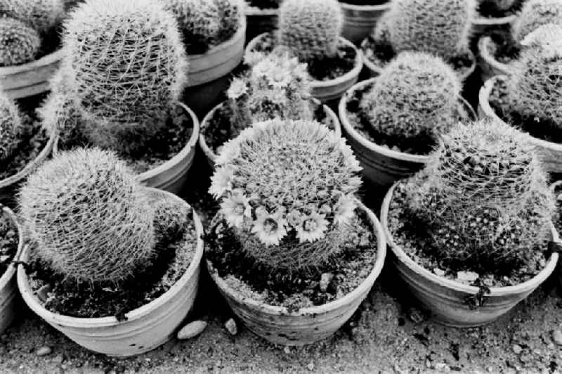 Cactus cultivation in the GPG Aufbau “Hermann Schlimme” in Biesdorf in Berlin East Berlin in the area of the former GDR, German Democratic Republic