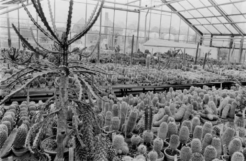 Cactus cultivation in the GPG Aufbau “Hermann Schlimme” in Biesdorf in Berlin East Berlin in the area of the former GDR, German Democratic Republic