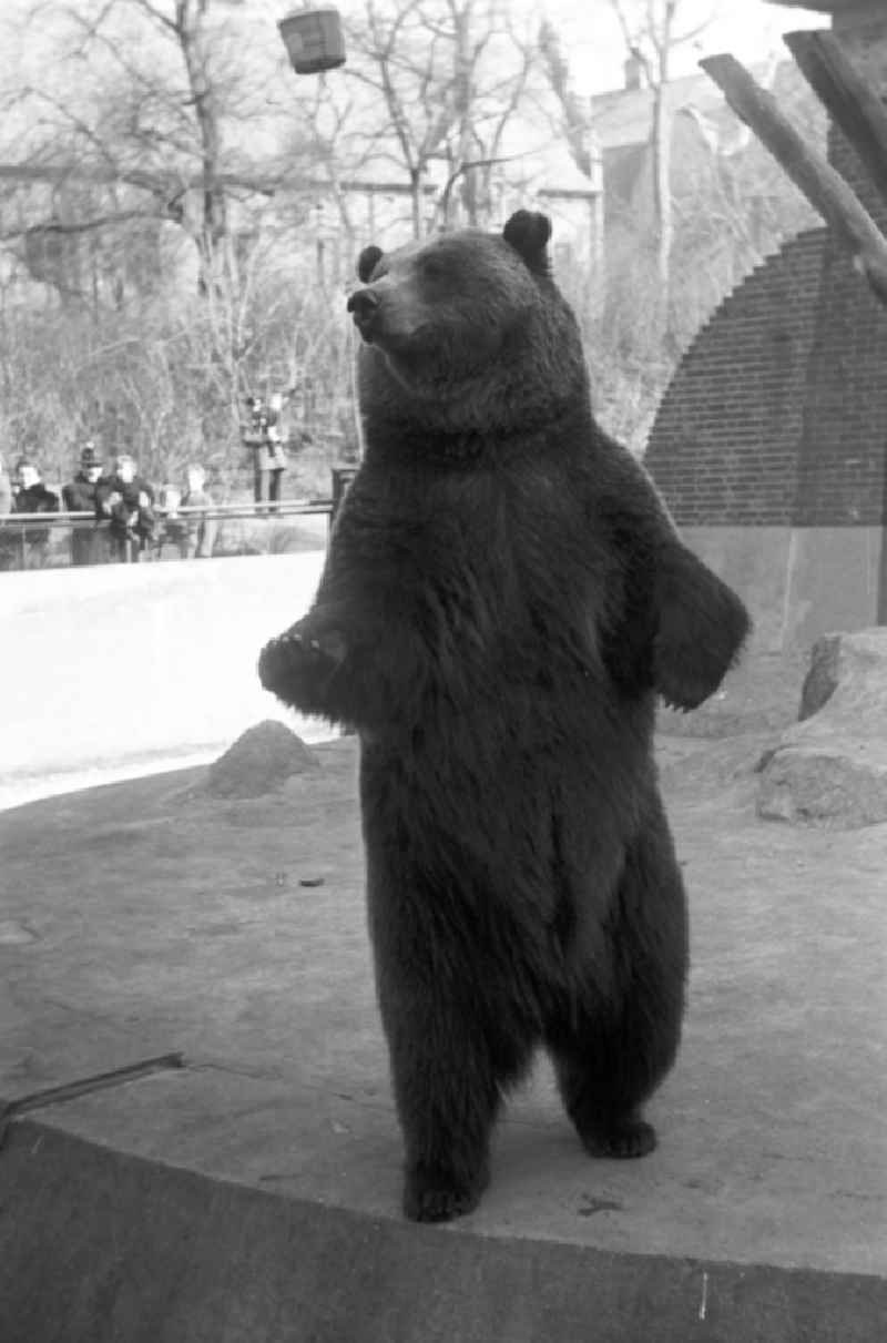 Bear enclosure at Koellnische Park in Berlin East Berlin on the territory of the former GDR, German Democratic Republic