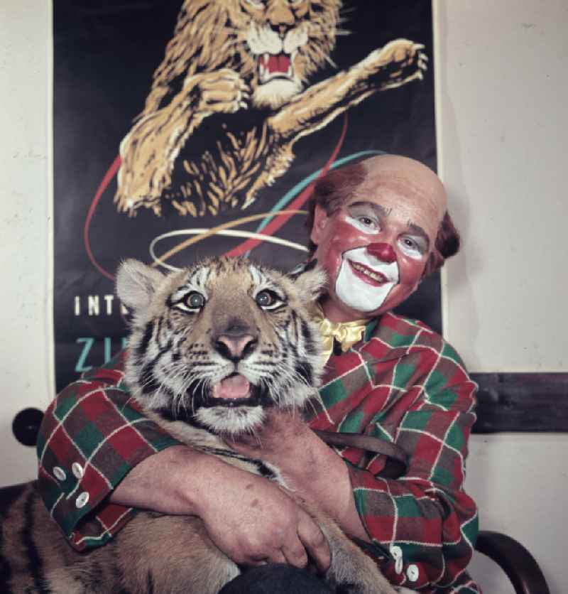 Circus Busch - clown with tiger in Berlin East Berlin in the territory of the former GDR, German Democratic Republic