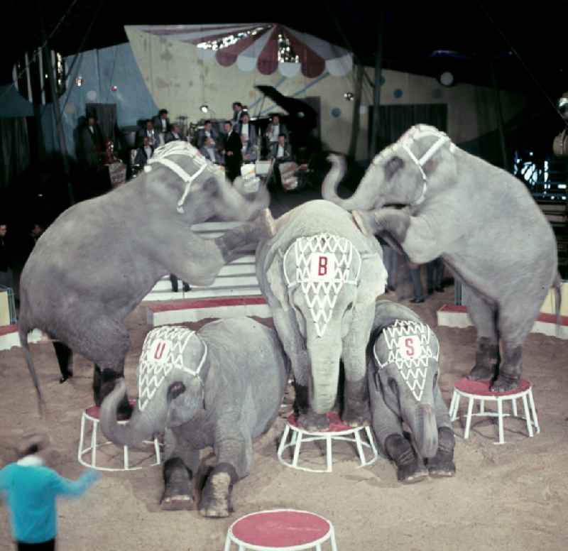 Circus Busch - rehearsal of elephant training in Berlin East Berlin in the territory of the former GDR, German Democratic Republic