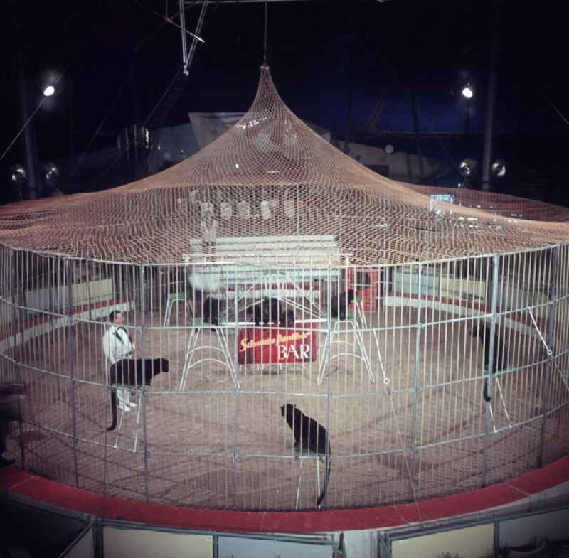 Black panthers in a cage for a big cat training demonstration in the ring of the Circus Busch in East Berlin on the territory of the former GDR, German Democratic Republic