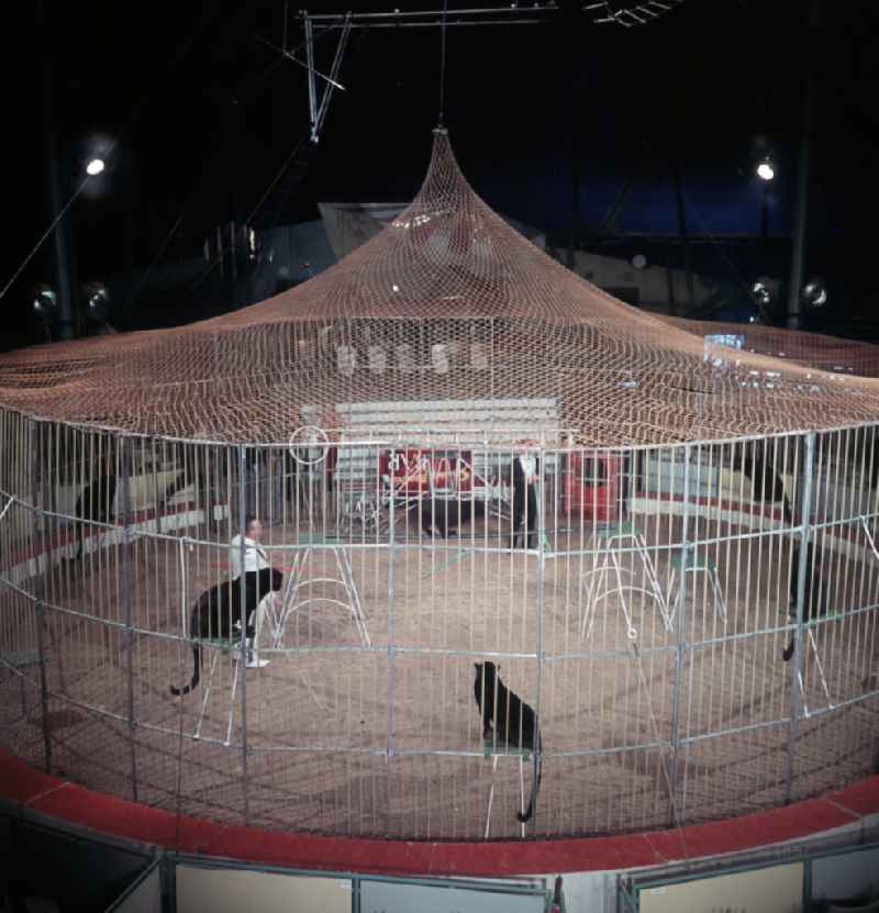 Black panthers in a cage for a big cat training demonstration in the ring of the Circus Busch in East Berlin on the territory of the former GDR, German Democratic Republic