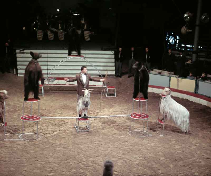 Circus Busch - tamer with bears and goats in the ring in Berlin East Berlin in the territory of the former GDR, German Democratic Republic