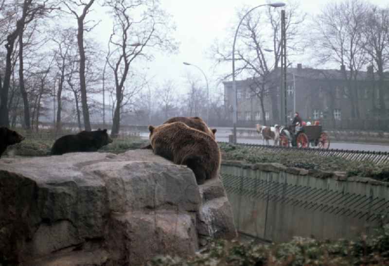 Horse-drawn carriage with children on a short excursion past the bear enclosure of the Berlin Zoo in the Lichtenberg district of East Berlin in the territory of the former GDR, German Democratic Republic