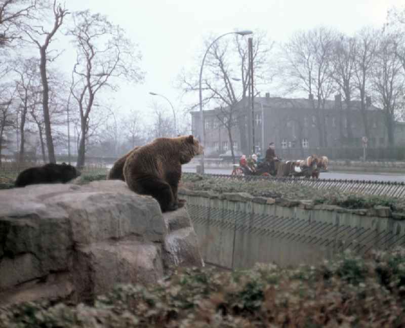 Horse-drawn carriage with children on a short excursion past the bear enclosure of the Berlin Zoo in the Lichtenberg district of East Berlin in the territory of the former GDR, German Democratic Republic