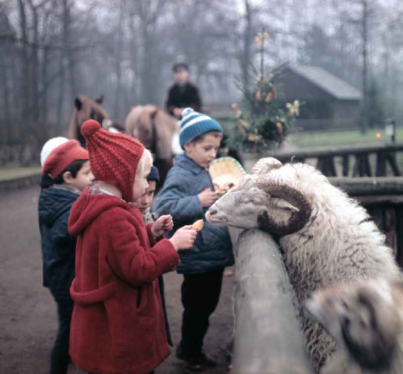 Visitors at a zoo enclosure with sheep on street Am Tierpark in Berlin Eastberlin on the territory of the former GDR, German Democratic Republic