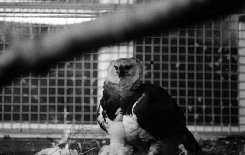 20.12.1982
Seltene Tiere im Tierpark (Berlin-Lichtenberg)

Umschlagnr.: 125