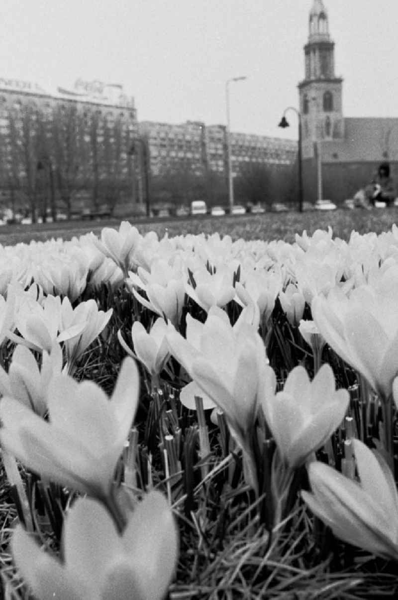 krokusse in der Rathausstraße Bln.- Mitte ND/Lange