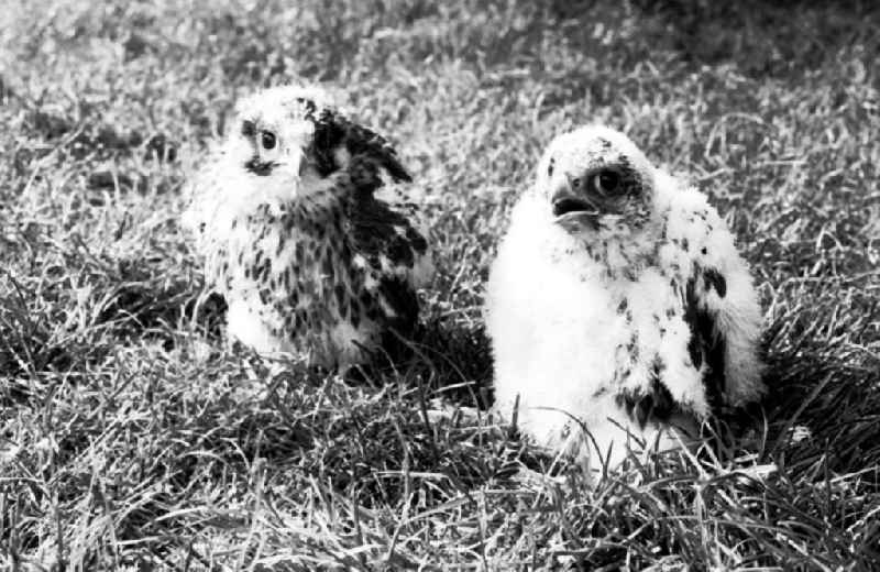 Einsetzen von Jungfalken im Turm der Marienkirche durch Greifvogelschutz beim Magistrat von Berlin
21.