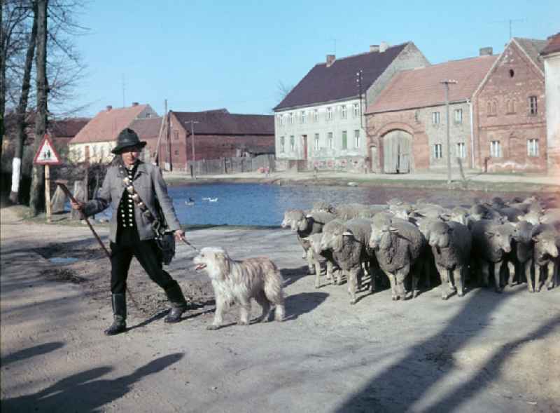 A shepherd in traditional clothing with his flock accompanied by a sheepdog on the street Am Feldrand in Bernau, Brandenburg in the territory of the former GDR, German Democratic Republic