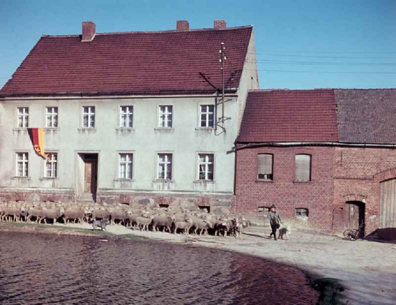 A shepherd in traditional clothing with his flock accompanied by a sheepdog on the street Am Feldrand in Bernau, Brandenburg in the territory of the former GDR, German Democratic Republic