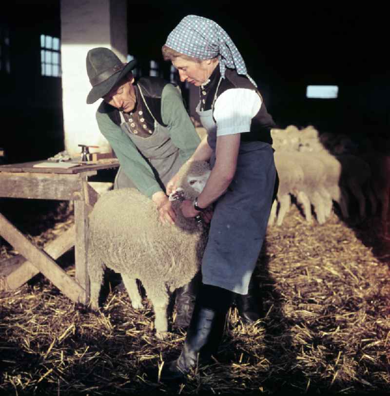 Everyday life in sheep farming on the street Am Feldrand in Bernau, Brandenburg in the territory of the former GDR, German Democratic Republic