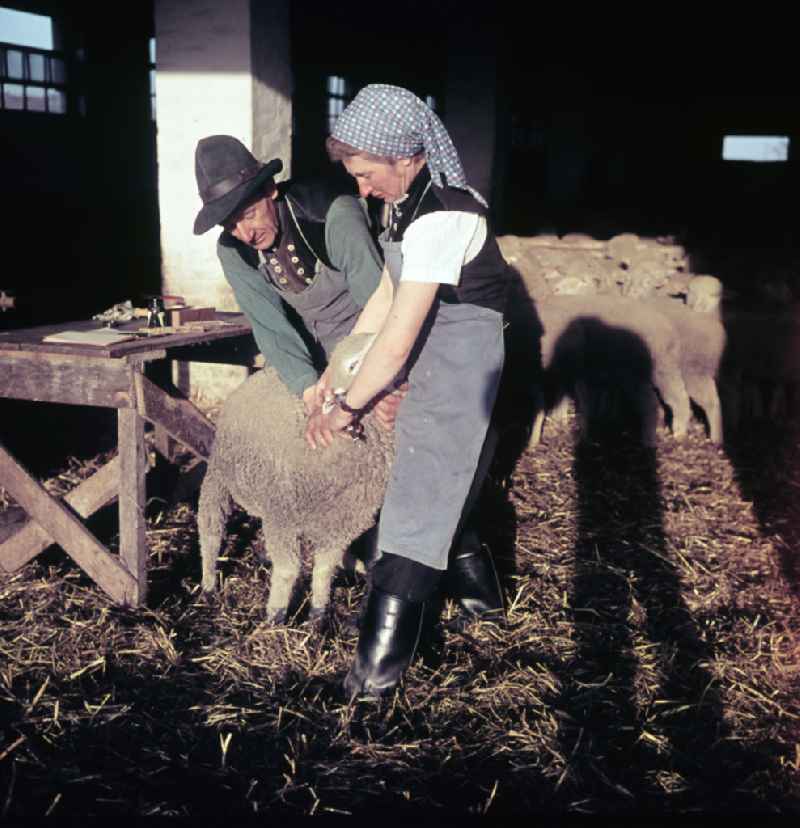 Everyday life in sheep farming on the street Am Feldrand in Bernau, Brandenburg in the territory of the former GDR, German Democratic Republic