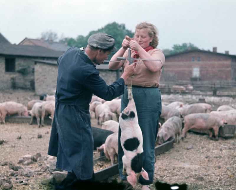 Pig breeding in an agricultural production cooperative on the street Am Feldrand in Bernau, Brandenburg in the territory of the former GDR, German Democratic Republic