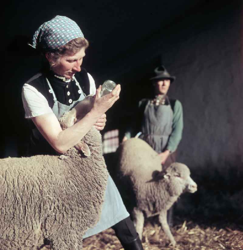 Everyday life in sheep farming on the street Am Feldrand in Bernau, Brandenburg in the territory of the former GDR, German Democratic Republic