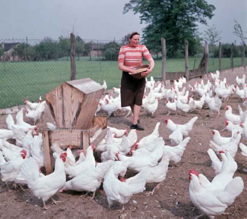 Chicken farming in an agricultural production cooperative on the street Am Feldrand in Bernau, Brandenburg in the territory of the former GDR, German Democratic Republic