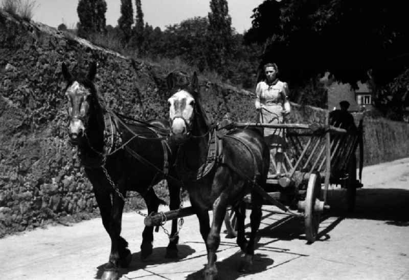 Woman steering a harvest cart pulled by horses in an publicly owned property animal breeding in Pillnitz in Dresden in the state Saxony on the territory of the former GDR, German Democratic Republic