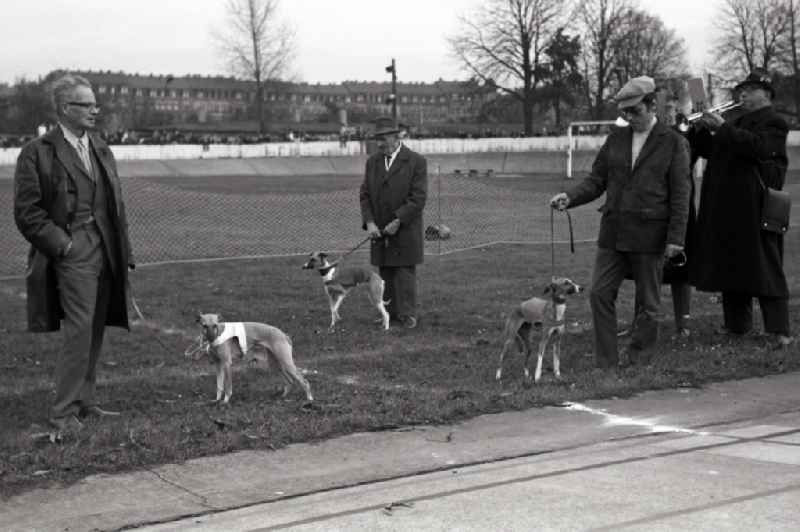 Greyhound racing on the former Johannstadt cycle track in Dresden in the state Saxony on the territory of the former GDR, German Democratic Republic