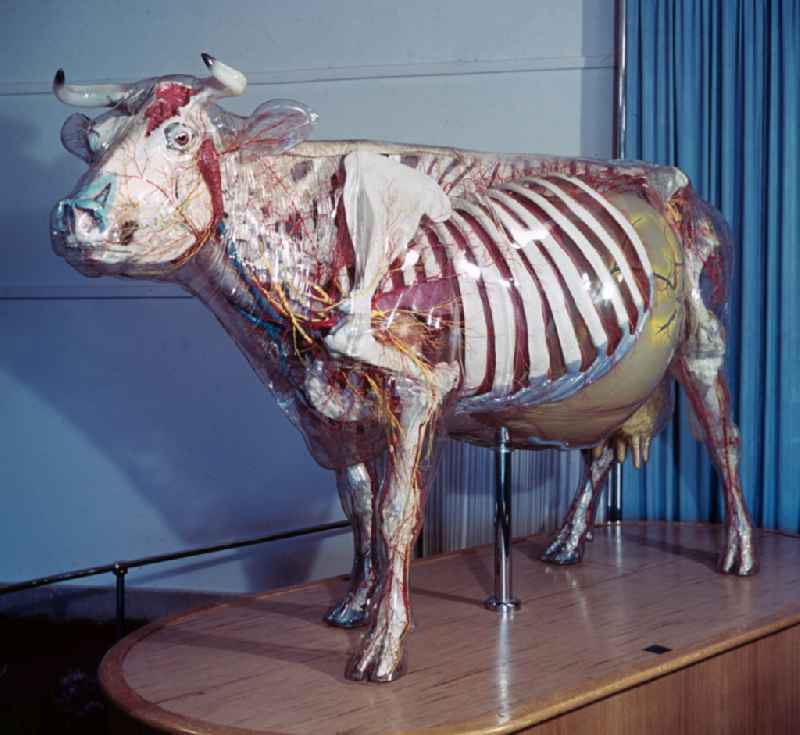 Glass Cow in the Hygiene Museum in Dresden, Saxony in the territory of the former GDR, German Democratic Republic