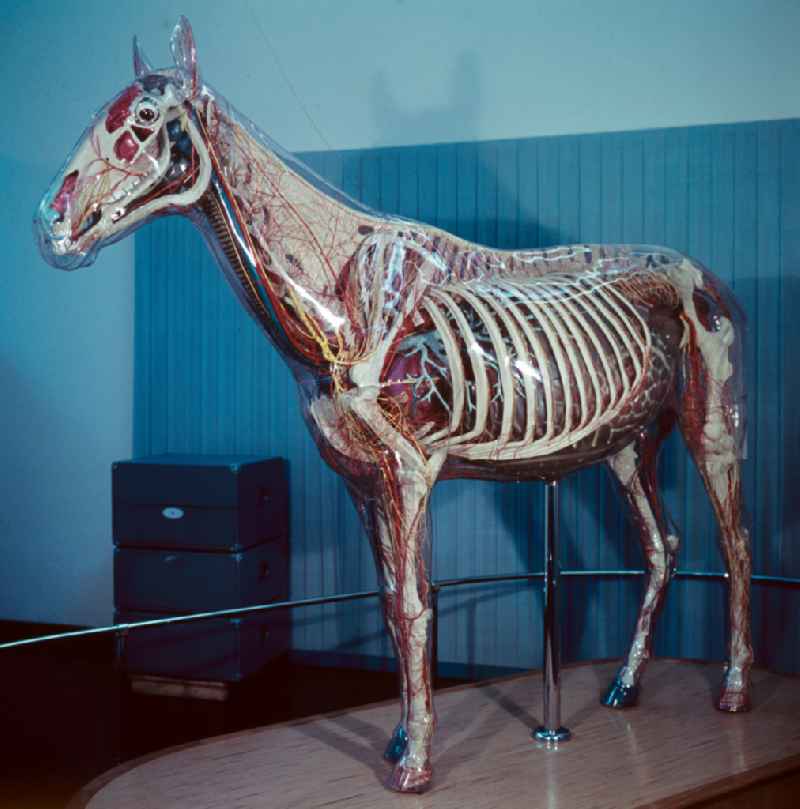 Glass horse in the Hygiene Museum in Dresden, Saxony in the territory of the former GDR, German Democratic Republic