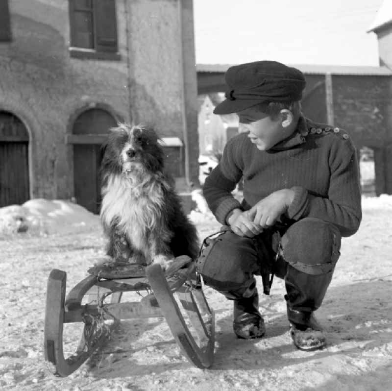 Children's play of a little boy with a dog on the sleigh in a wintery snow-covered farm in Fienstedt, Saxony-Anhalt in the territory of the former GDR, German Democratic Republic