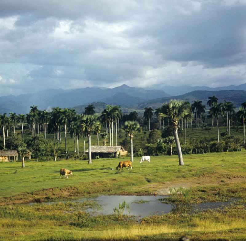 Kühe weiden auf einer Wiese, im Hintergrund Blick auf die Sierra Maestra ('Hauptgebirge') im Osten von Kuba.