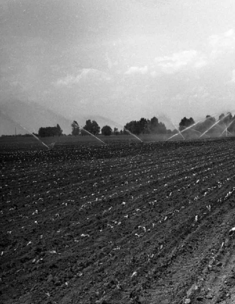 Landwirtschaftliche Produktionsgenossenschaft
Melioration (Bodenbewässerung) bei der LPG - Einheit in Golzow.