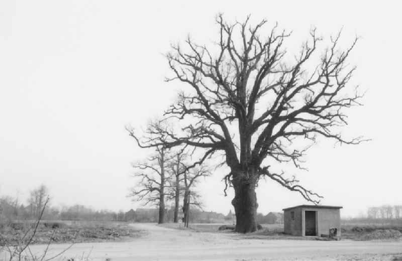 Bus stop under an old tree in Gross Luebbenau, Brandenburg in the area of the former GDR, German Democratic Republic