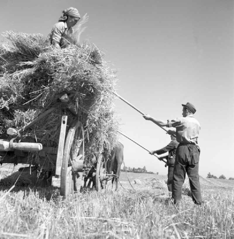 Farmers for straw and hay harvest on agricultural fields and farmland in Gross Schwass in the state Mecklenburg-Western Pomerania on the territory of the former GDR, German Democratic Republic