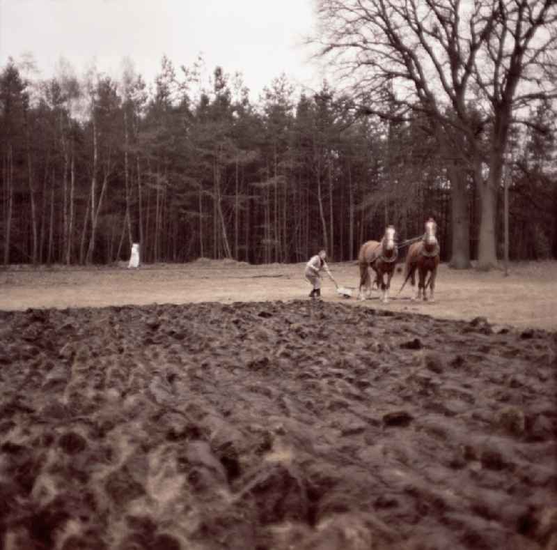 Scene from the film and television production 'Rublak - The Legend of the Measured Land' in Haide, Saxony in the area of the former GDR, German Democratic Republic. A farmer is plowing a field at the edge of a forest with two horses