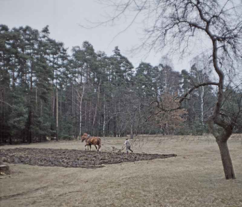 Scene from the film and television production 'Rublak - The Legend of the Measured Land' in Haide, Saxony in the area of the former GDR, German Democratic Republic. A farmer is plowing a field at the edge of a forest with two horses