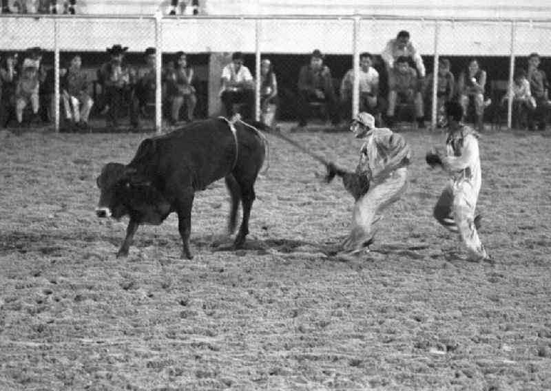 In der Nationalen Rodeo-Arena in Havanna werden regelmäßig Reitwettbewerbe, Clownsaufführungen und Bullen-Zureiten präsentiert.