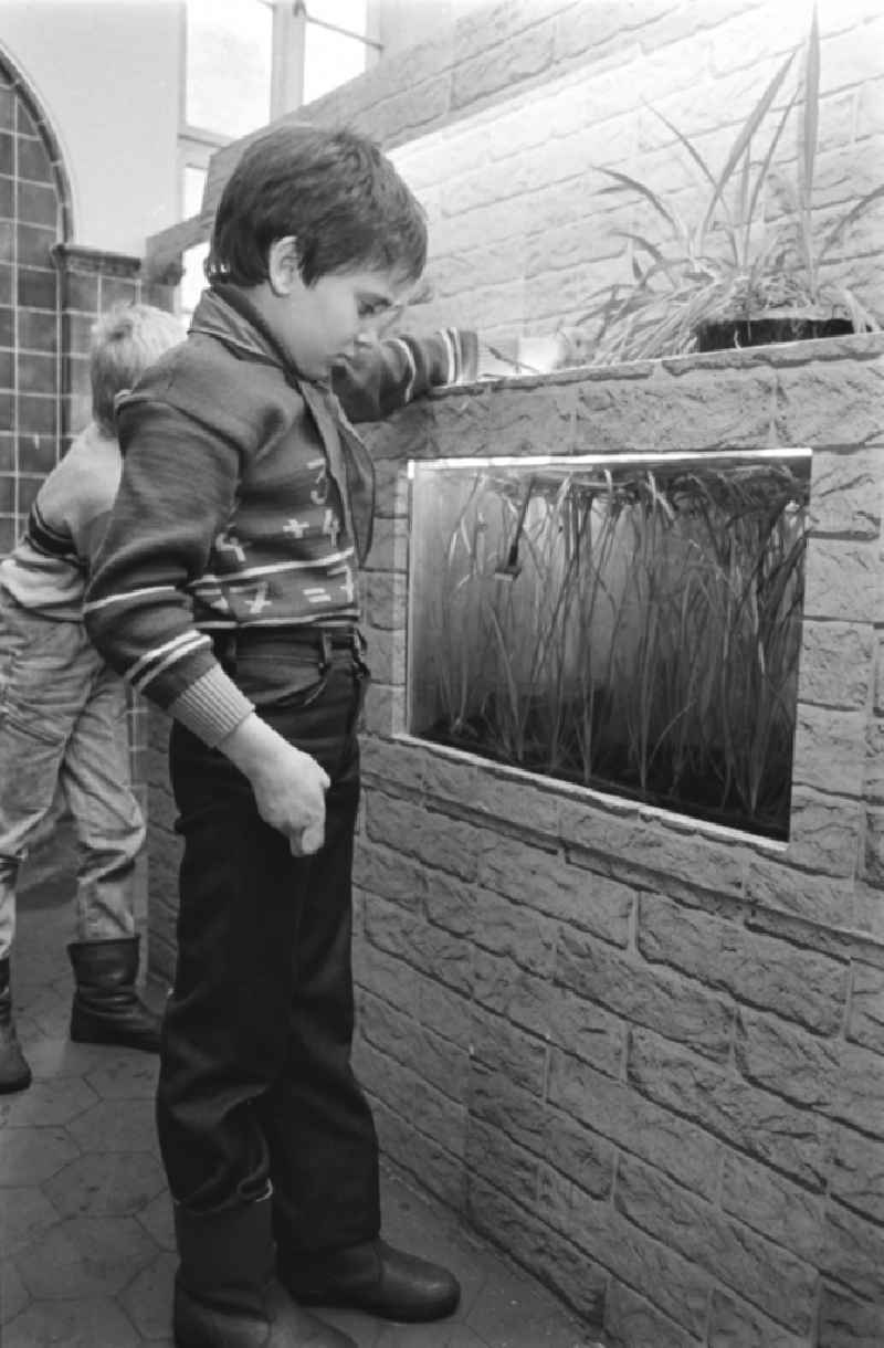 Secondary School OS Dr. Richard Sorge at Laubuscher Markt in the Upper Lusatian workers settlement Gartenstadt Erika in Laubusch in the state of Saxony on the territory of the former GDR, German Democratic Republic. Pupils standing in front of an aquarium in the school building