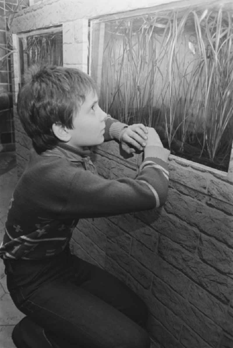 Secondary School OS Dr. Richard Sorge at Laubuscher Markt in the Upper Lusatian workers settlement Gartenstadt Erika in Laubusch in the state of Saxony on the territory of the former GDR, German Democratic Republic. Pupil standing in front of an aquarium in the school building