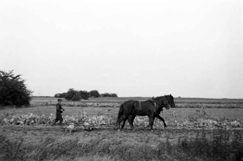 Ein Bauer hat seine Pferde vor eine Ackerwalze gespannt und läuft über das Feld bei Leipzig.