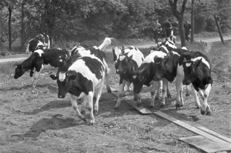 Junge Bauern treiben eine Kuhherde auf ein Feld in der Nähe von Leipzig.