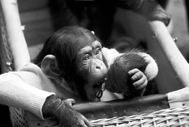 Eine der Hauptattraktionen für die Besucher des Leipziger Zoos ist ein Spaziergang mit dressierten Schimpansen.