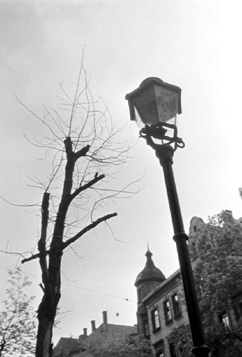 Straßenlaterne vor kahlem Baum.