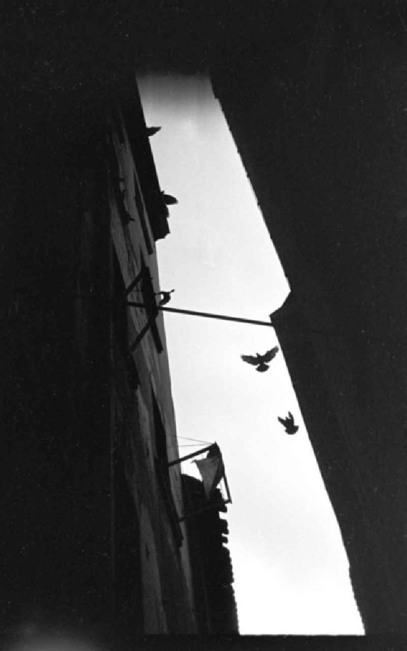 Zwei Tauben fliegen in einer Häuserschlucht in Leipzig gen Himmel.