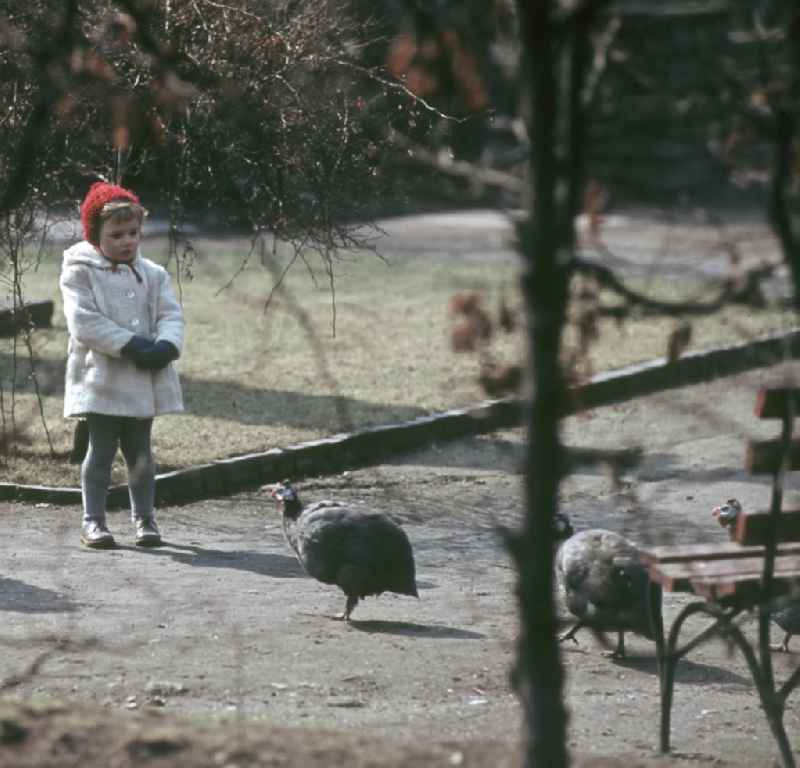 Mit respektvollem Abstand betrachtet ein kleines Mädchen in einem Park in Leipzig vorbeispazierende Perlhühner.