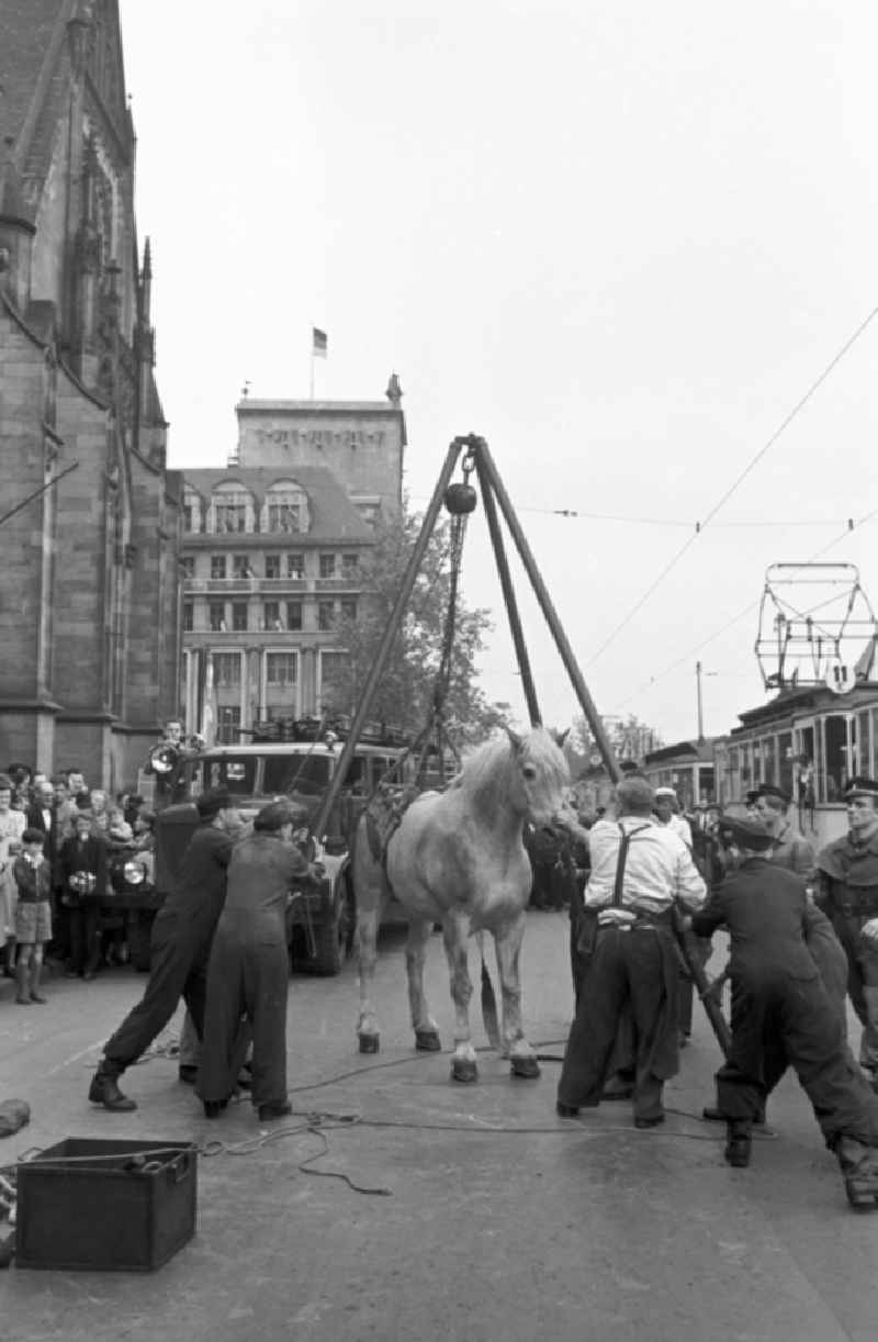 Accident scene With the help of the fire brigade, a horse that had fallen to its feet is being righted on Karl-Marx-Platz (today Augustusplatz) in Leipzig in the Mitte district of Leipzig, Saxony in the area of the former GDR, German Democratic Republic