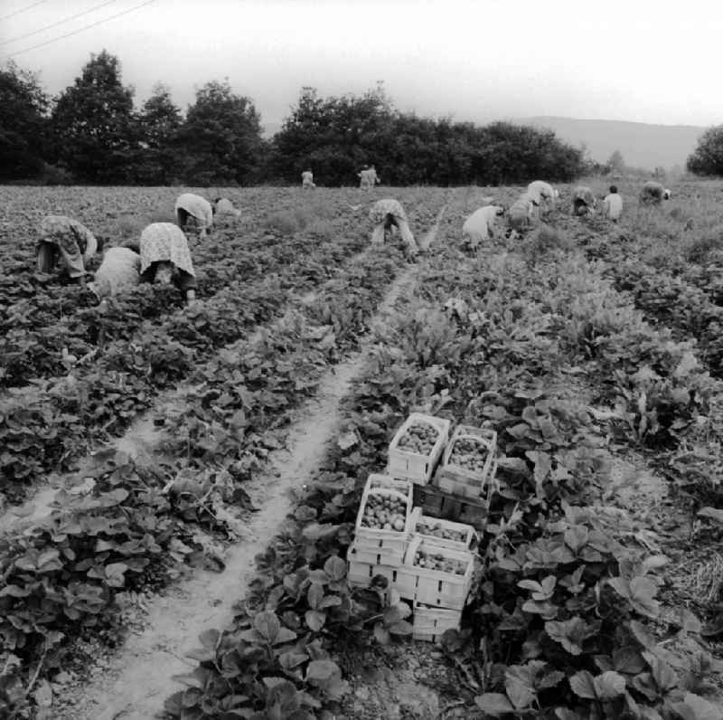 Strawberries harvest in Lindewerra in the federal state Thuringia in the area of the former GDR, German democratic republic