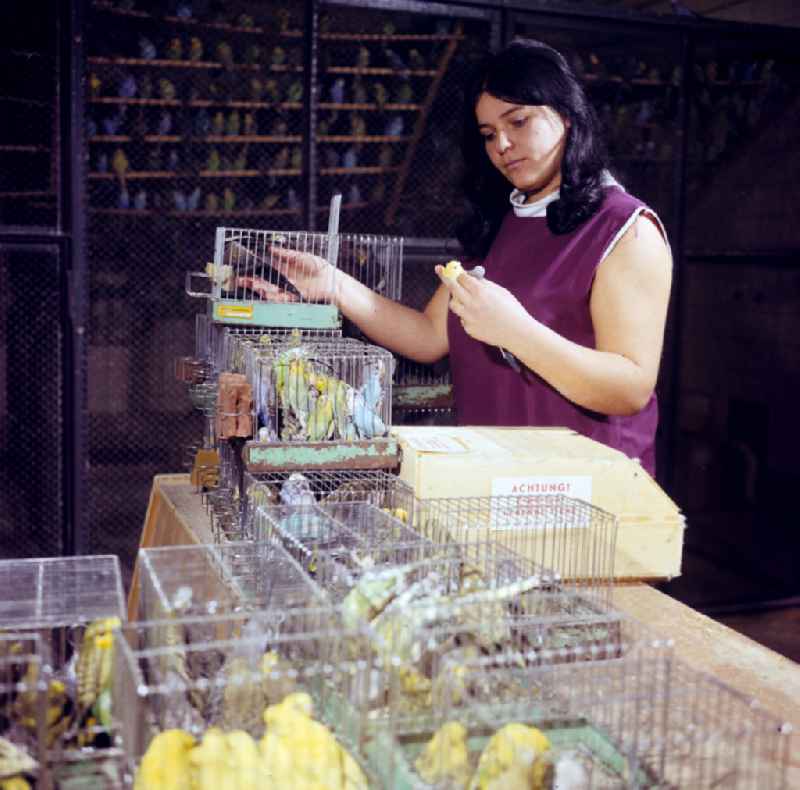 Budgie breeding in Hoppenrade, Brandenburg in the area of the former GDR, German Democratic Republic