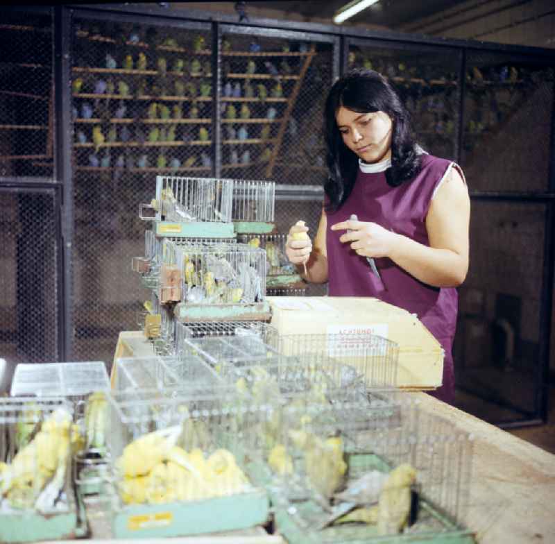 Budgie breeding in Hoppenrade, Brandenburg in the area of the former GDR, German Democratic Republic