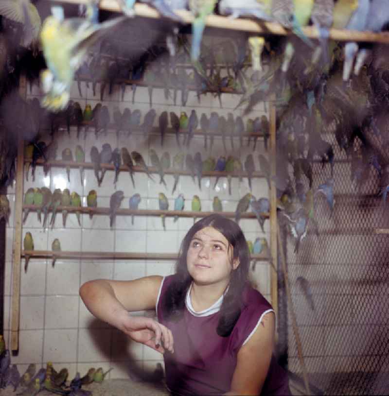 Budgie breeding in Hoppenrade, Brandenburg in the area of the former GDR, German Democratic Republic