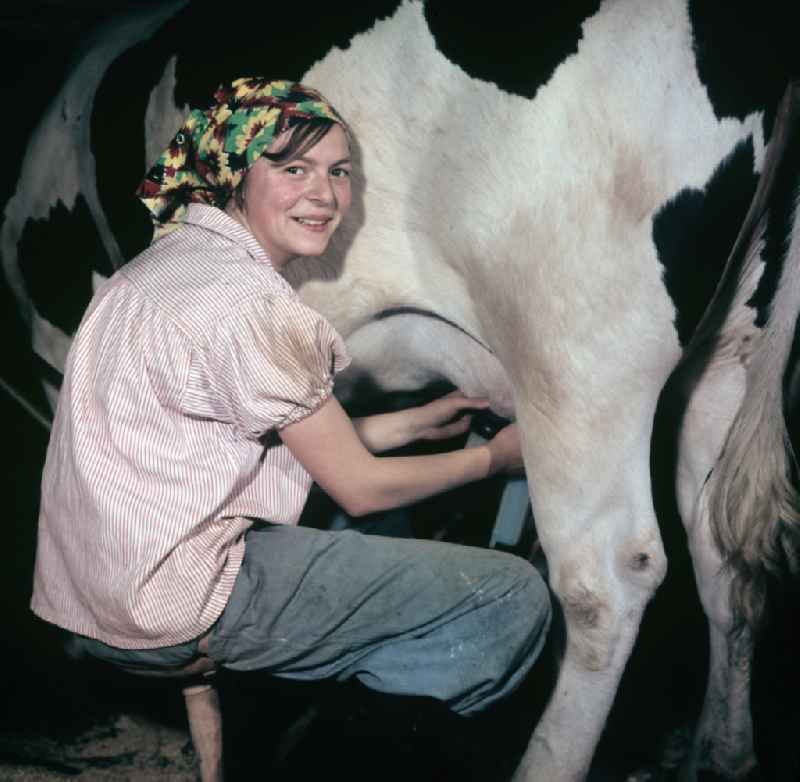 A young woman milking a cow in a farm of an agricultural production cooperative on Dorfstrasse in the district of Schoenfliess in Muehlenbecker Land, Brandenburg in the territory of the former GDR, German Democratic Republic