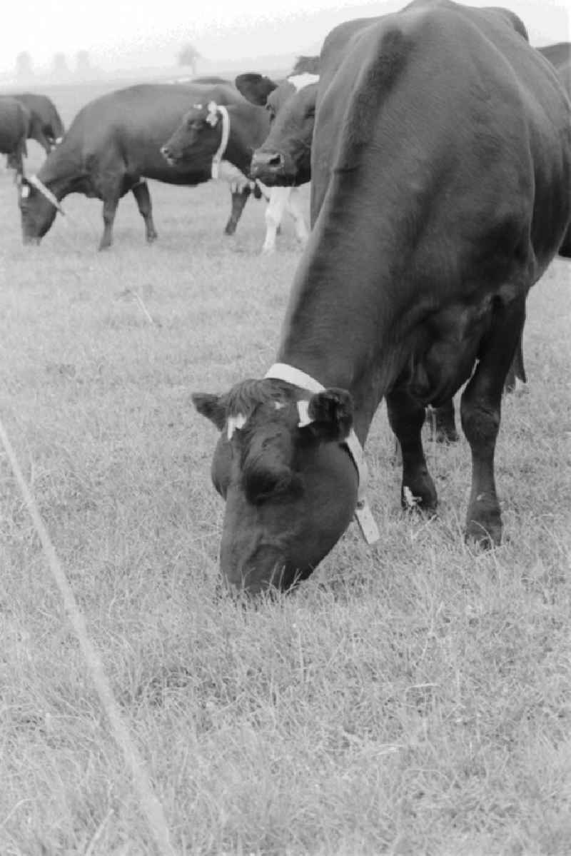Agriculture in the LPG - Animal Production Lanz in the former Perleberg, district of Schwerin, today in the state of Brandenburg in the area of the former GDR, German Democratic Republic. In the agricultural cooperative Lanz fodder for milk production was obtained mainly in meadows and pastures of the Labe region. For the Friesian cattle were milking. The meadows were irrigated dammed the water to from outfalls and the river Loecknitz and removed