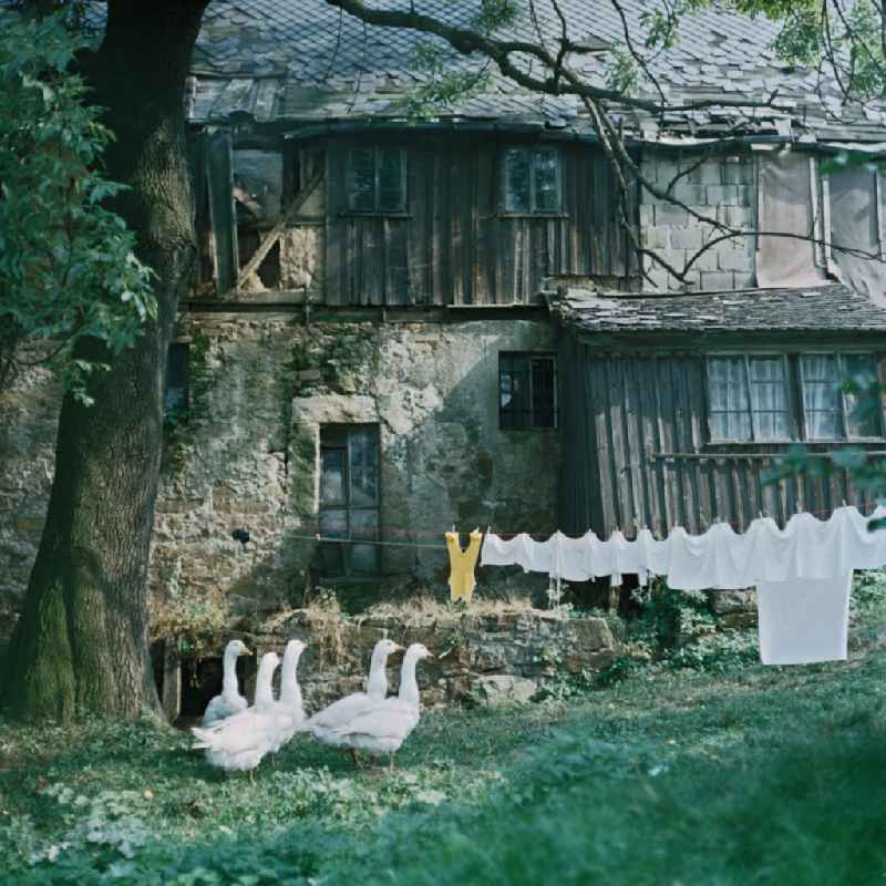 Agricultural work in a farm and farm with a wandering flock of geese in Raeckelwitz, Saxony on the territory of the former GDR, German Democratic Republic