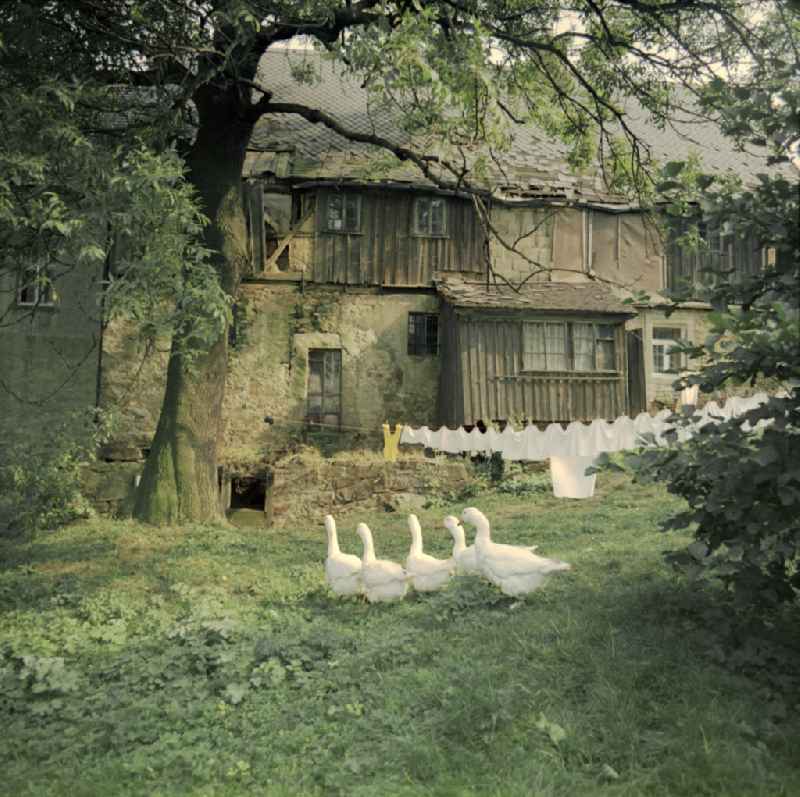 Agricultural work in a farm and farm with a wandering flock of geese in Raeckelwitz, Saxony on the territory of the former GDR, German Democratic Republic